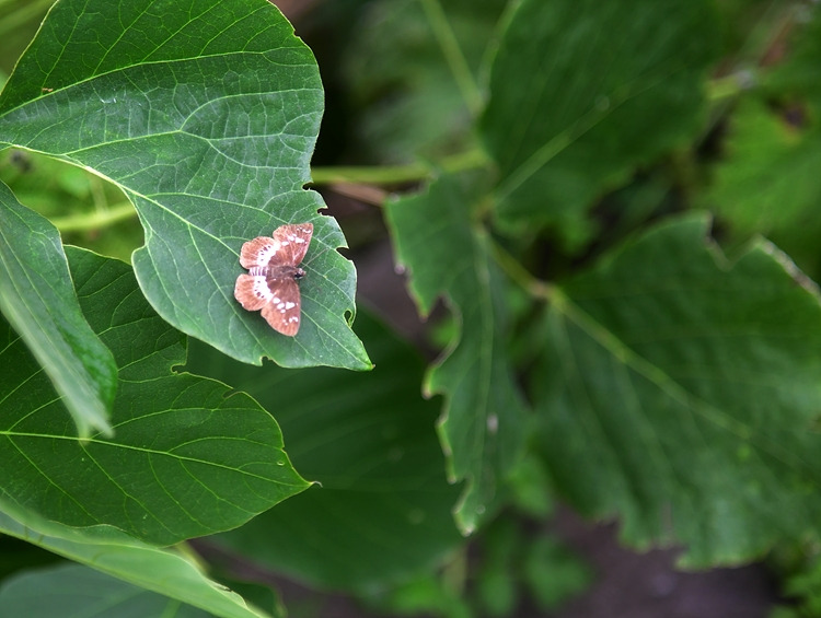 왕자팔랑나비 DSC_6870.jpg