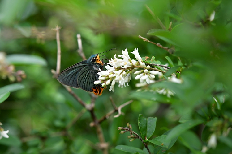 푸른큰수리팔랑나비 쥐똥나무 DSC_1025.jpg