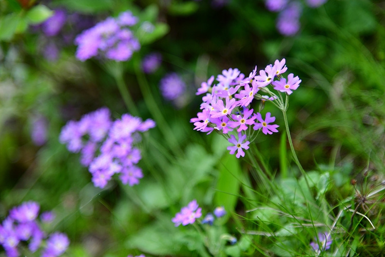 설앵초 DSC_9827.jpg