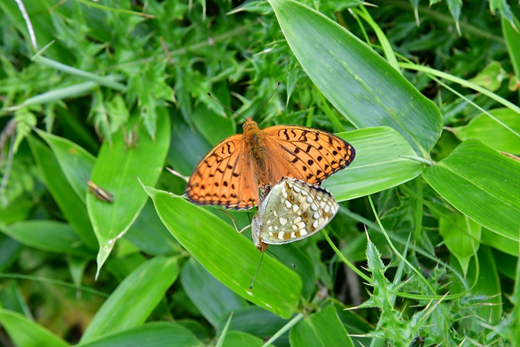 은점표범나비 짝짓기 DSC_3141.jpg