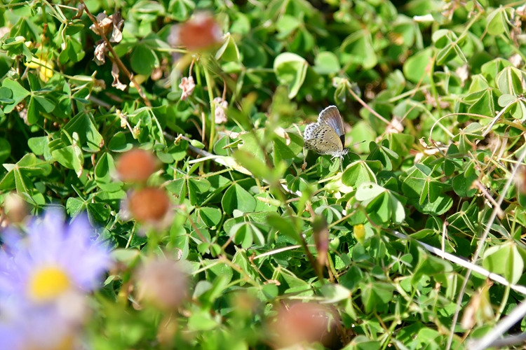 남방부전나비 DSC_1399.jpg