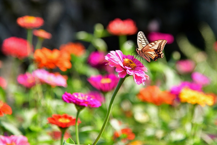 산호랑나비  백일홍 DSC_4096.jpg