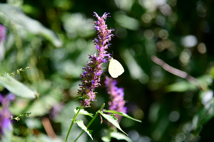 남방노랑나비  배초향 DSC_8415.jpg