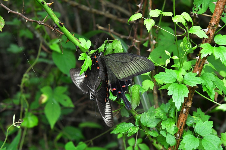 제비나비 짝짓기 DSC_3313.jpg