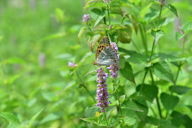 은줄표범나비 배초향 DSC_0849.jpg
