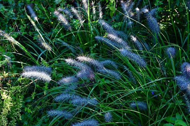 수크령 DSC_8261.jpg