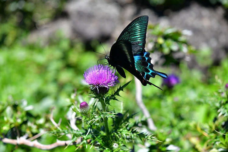 산제비나비  바늘엉겅퀴  DSC_2004.jpg