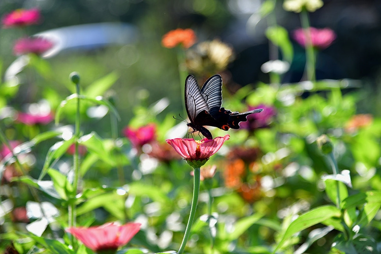 긴꼬리제비나비  백일홍 DSC_4095.jpg