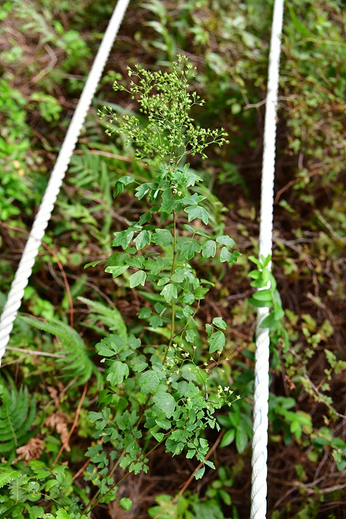 큰꿩의다리 DSC_9398.jpg