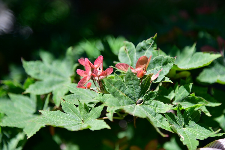 당단풍나무 열매  DSC_1168.jpg
