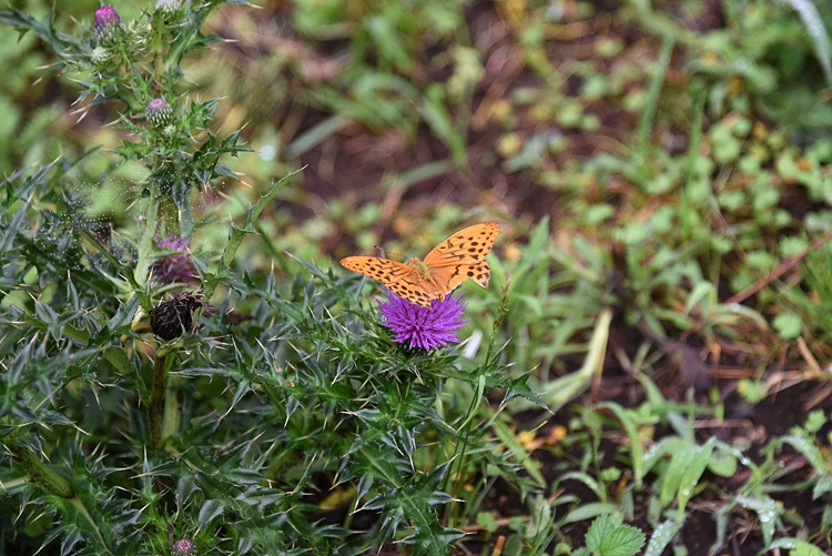 흰줄표범나비 DSC_0364.jpg