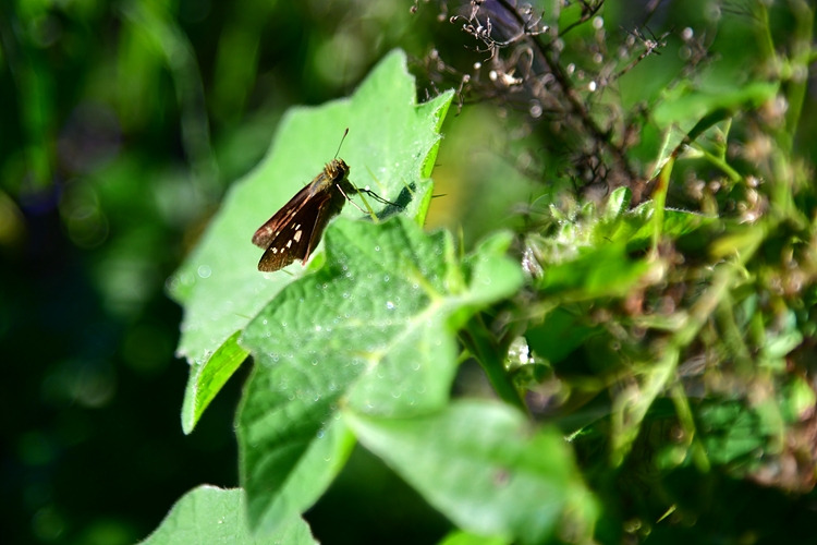 줄점팔랑나비 DSC_8327.jpg