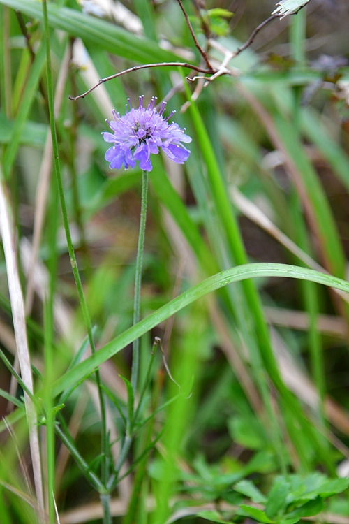 구름체꽃 DSC_9363.jpg