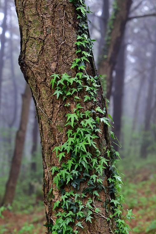 송악  아부오름 DSC_7437.jpg