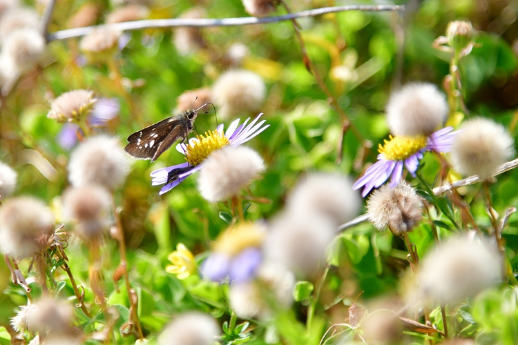 제주꼬마팔랑나비 갯쑥부쟁이 DSC_1391.jpg