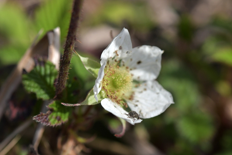 장딸기와 나무딸기좁쌀바구미  DSC_6713.jpg