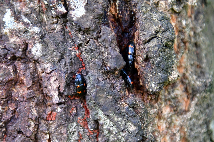 네눈박이밑빠진벌레  DSC_9571.jpg