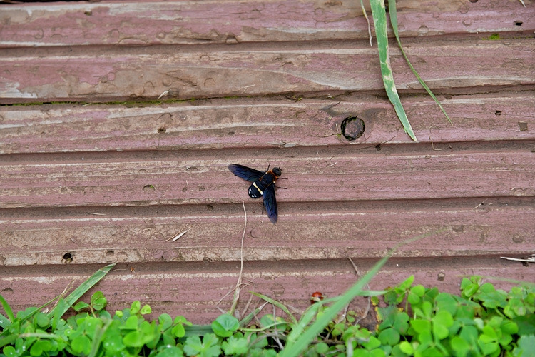 검정날개재니등에 Ligyra tantalus DSC_0140.jpg