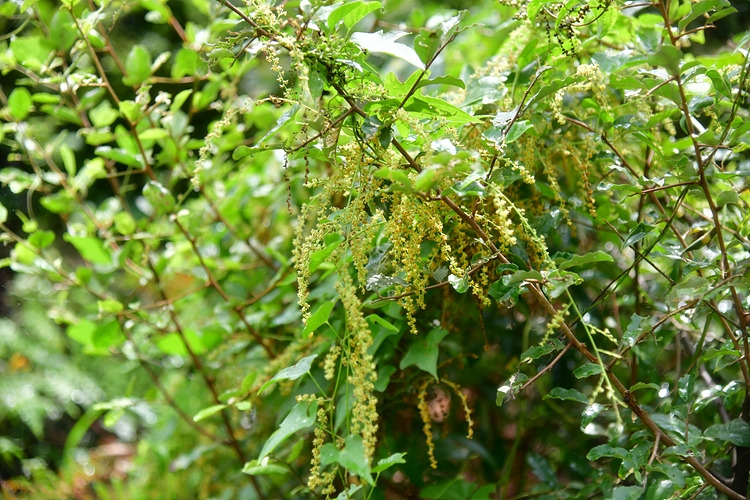 단풍마 DSC_6865.jpg