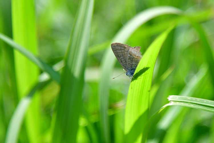 물결부전나비 DSC_9514.jpg