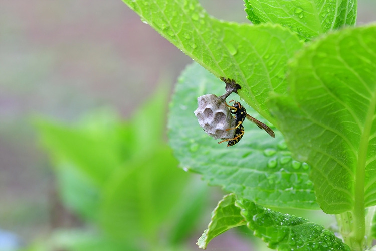 두눈박이쌍살벌  아부오름 DSC_7400.jpg