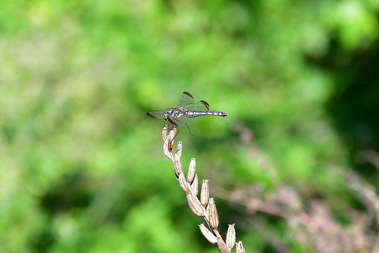 산깃동잠자리 암컷 DSC_8371.jpg