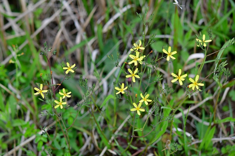 씀바귀 DSC_7766.jpg