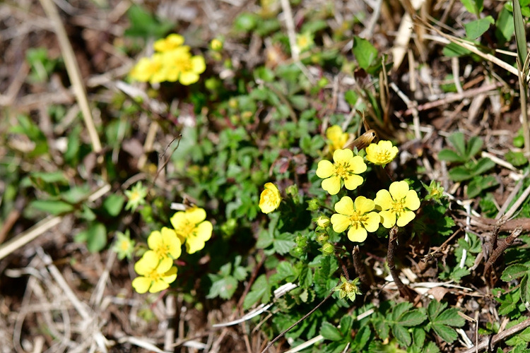 제주양지꽃 DSC_7177.jpg