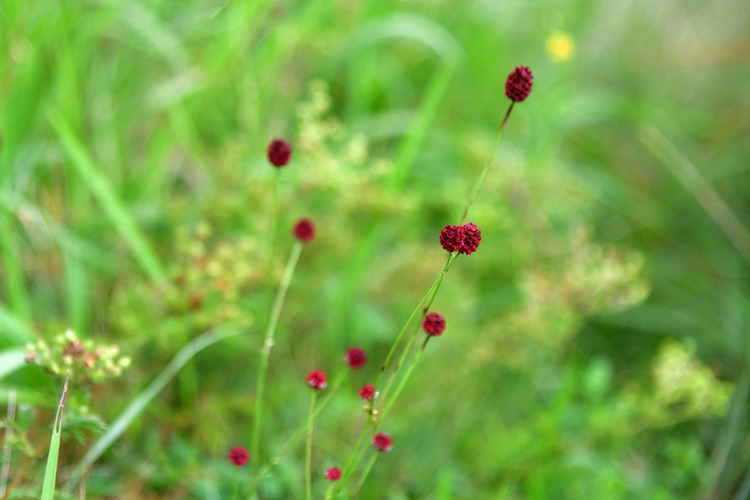 오이풀 DSC_6813.jpg