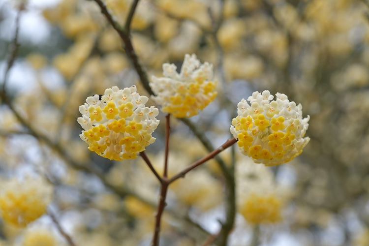 삼지닥나무 DSC_6827.jpg