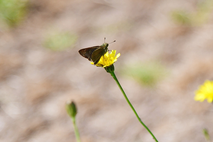 제주꼬마팔랑나비  서양금혼초 DSC_9496.jpg