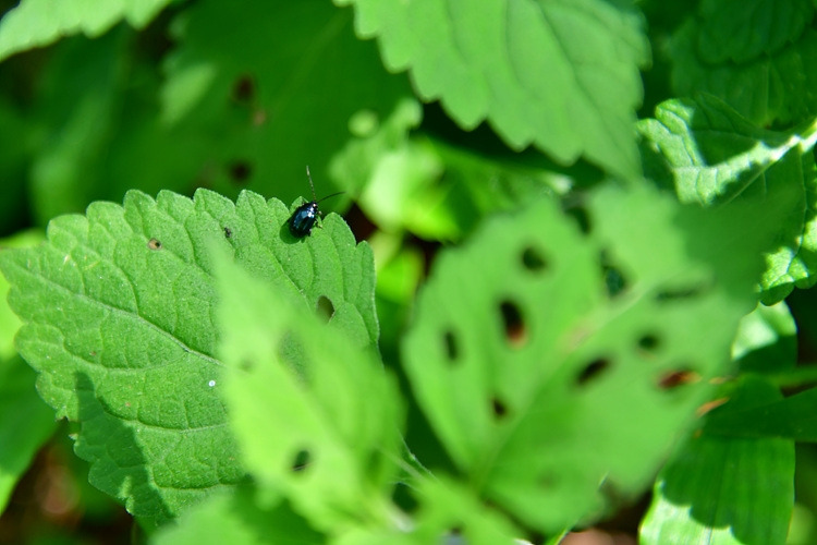 잎벌레류 DSC_8624.jpg