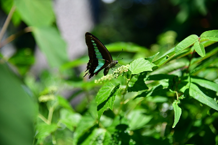 청띠제비나비  왕머루 DSC_3789.jpg