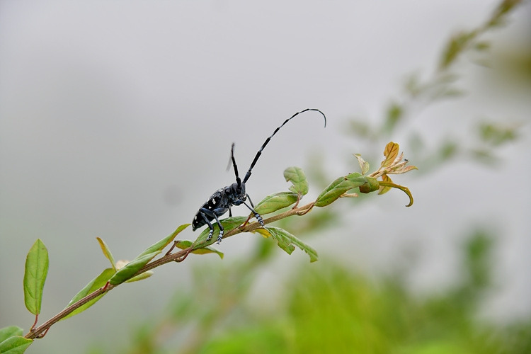 알락하늘소  DSC_0089.jpg