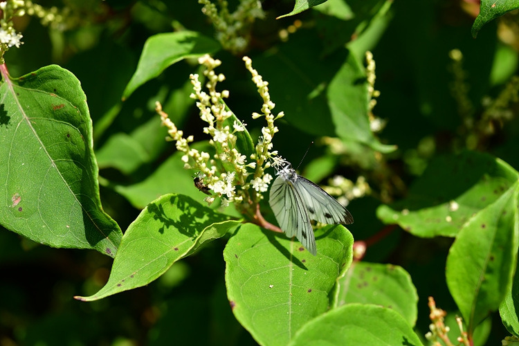 줄흰나비  호장근DSC_0616.jpg