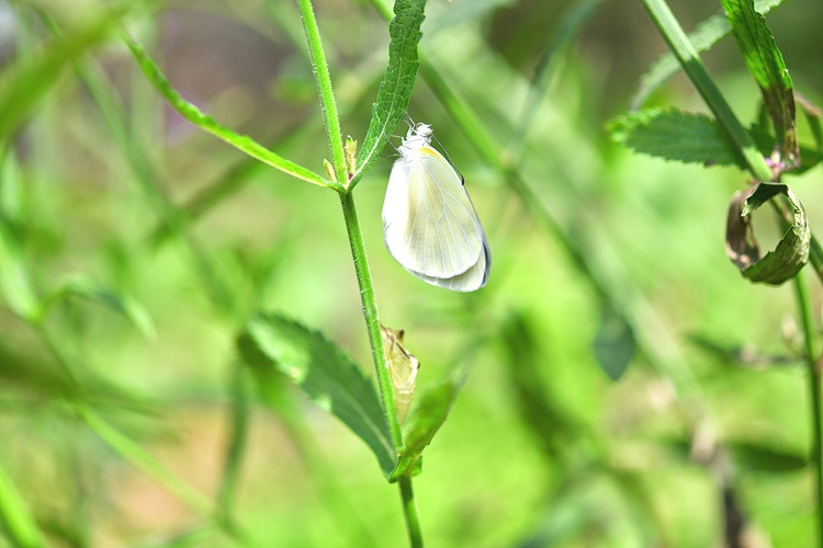 배추흰나비  성충  번데기 DSC_4750.jpg