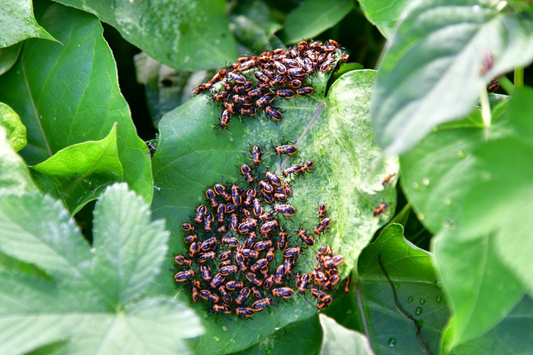 십자무늬긴노린재  약충 DSC_6562.jpg