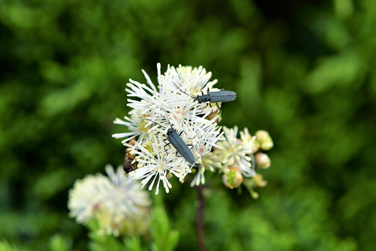 남색하늘소붙이 DSC_0964.jpg