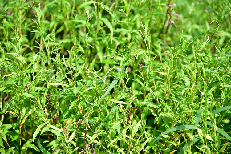 꽃여뀌 DSC_6654.jpg