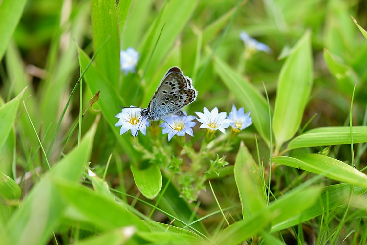 산꼬마부전나비  구슬붕이 DSC_0685.jpg