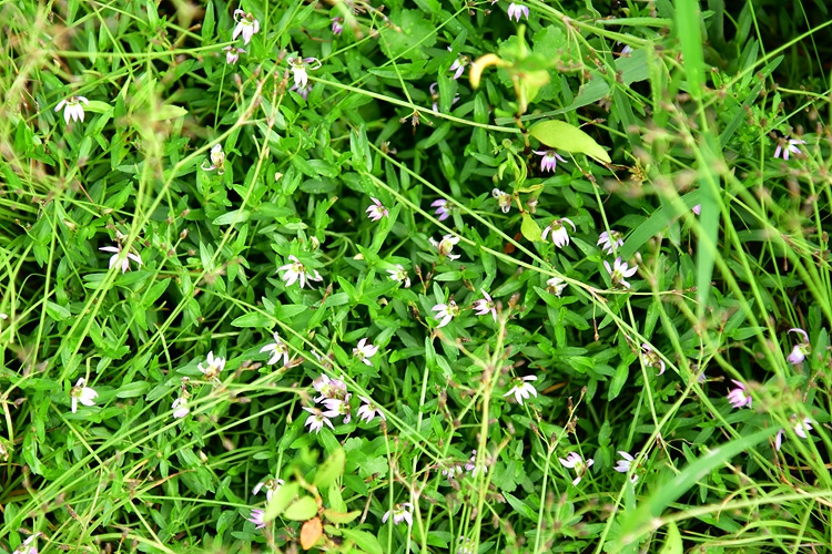 수염가래꽃 DSC_6645.jpg