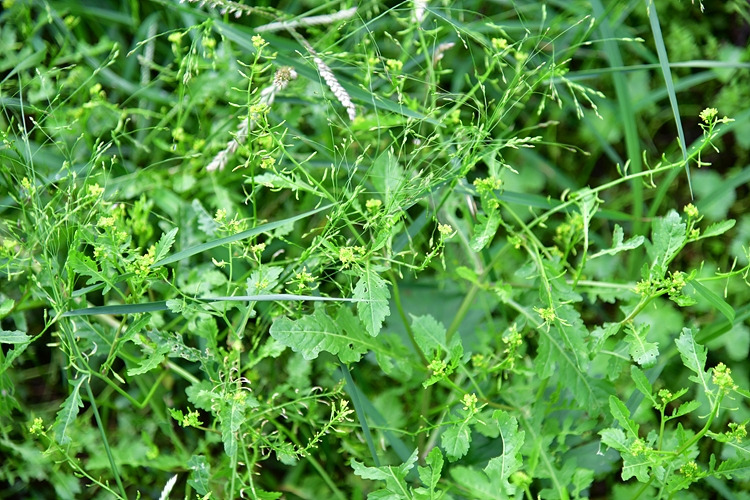 속속이풀 DSC_6695.jpg