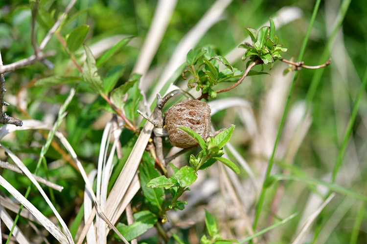 왕사마귀 알집 DSC_8710.jpg