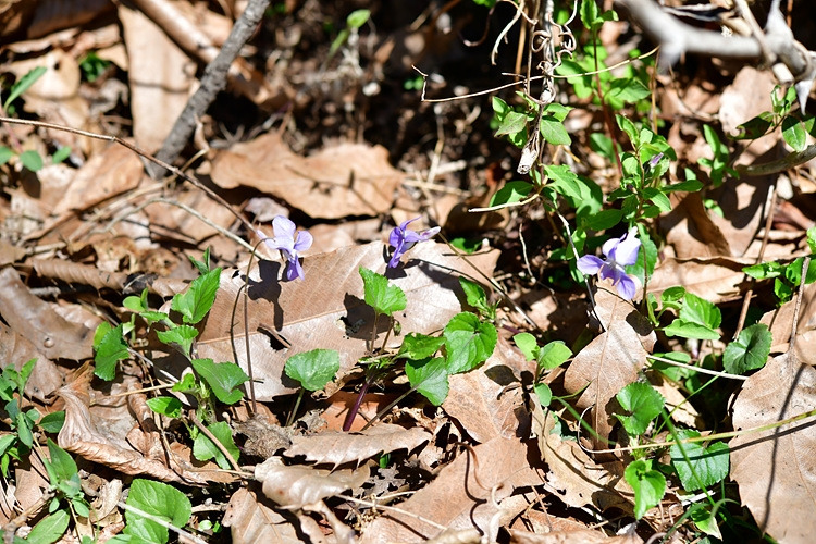 낚시제비꽃 DSC_7229.jpg