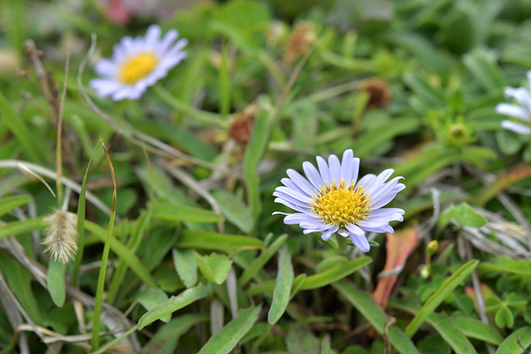 갯쑥부쟁이 DSC_7111.jpg