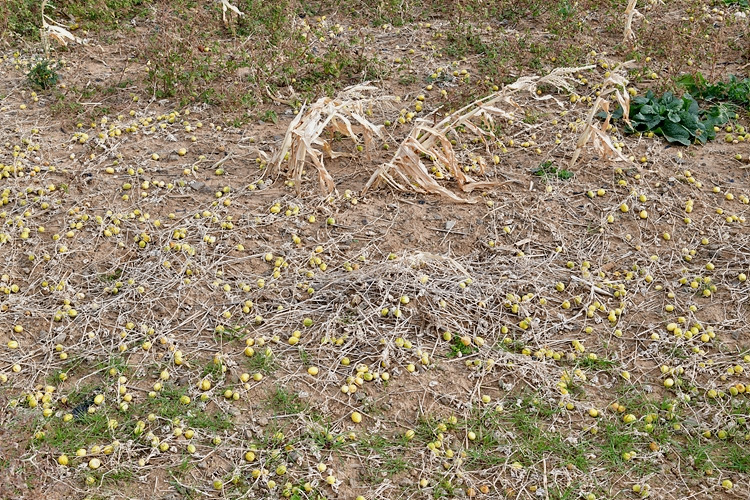 개똥참외   DSC_1694.jpg