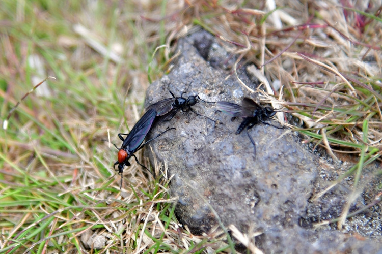 털파리과  DSC_9848.jpg