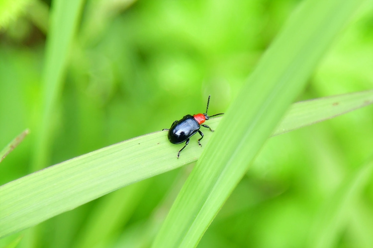 고려긴가슴잎벌레  DSC_9622.jpg
