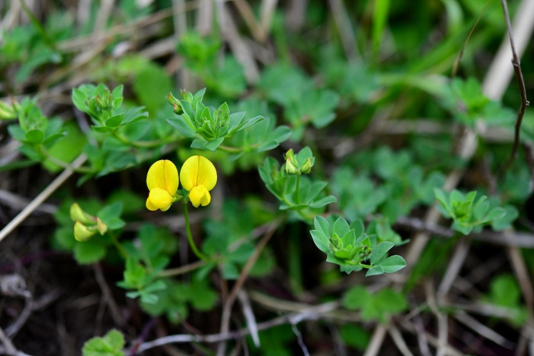 벌노랑이 DSC_7767.jpg