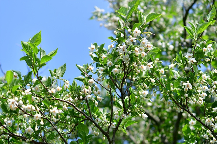 때죽나무  DSC_8708.jpg